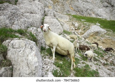 Sheeps In The Alpine Mountains