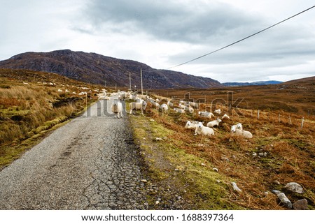 Similar – Image, Stock Photo Road to nowhere sheep