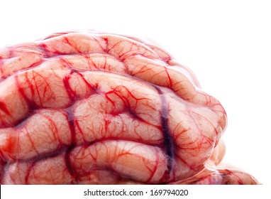 The sheep's brain on white background
