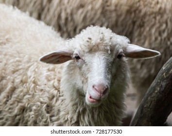 sheeps close-up