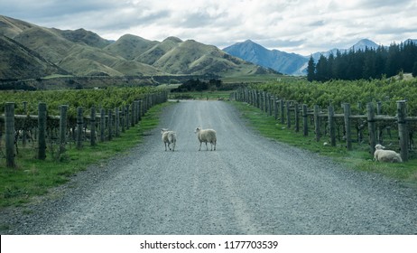 Sheeps Crossing The Road In Vineyard - New Zealand's South Island