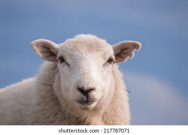 Sheep Face Images, Stock Photos & Vectors  Shutterstock