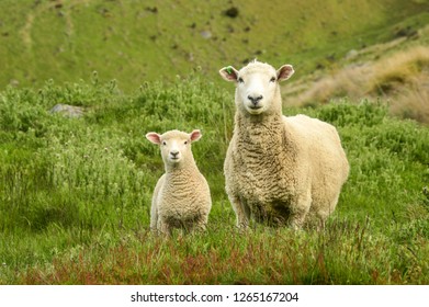 Sheep's Family Posing On Roy's Peak Track In Wanaka, New Zealand