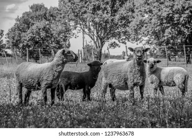 The sheeps in the farm