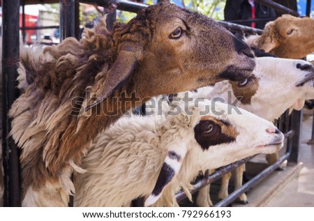 Sheeps at the farm.