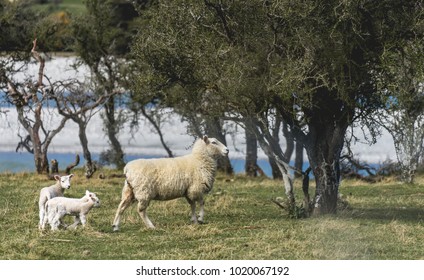 Sheeps in the field