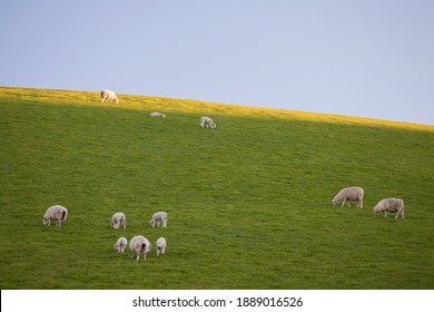 ニュージーランド 羊 の画像 写真素材 ベクター画像 Shutterstock