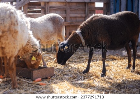 Sheeps and goats in an animal shelter