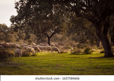 8,336 Pastor sheep Stock Photos, Images & Photography | Shutterstock