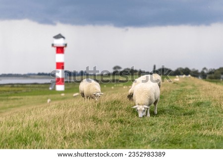 Sheeps grazing in front of a lighthouse at the flood dike at river Elbe of Glueckstadt, Schleswig-Holstein, Germany