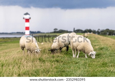 Sheeps grazing in front of a lighthouse at the flood dike at river Elbe of Glueckstadt, Schleswig-Holstein, Germany