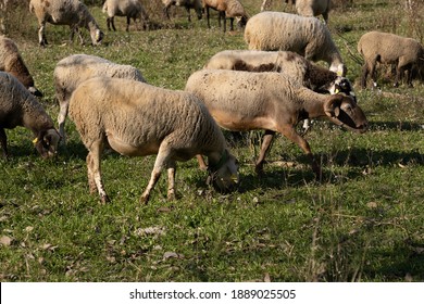 103 Hordes of sheep Images, Stock Photos & Vectors | Shutterstock