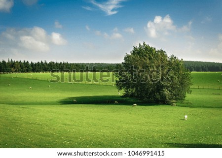 Similar – A tranquil aerial view of a lush golf course fairway, bathed in the warm glow of sunset. Ideal for themes of relaxation, nature, and sports, this image captures the peaceful beauty of the golfing experience.