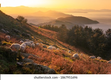 Sheeps grazing at the top of Jaizkibel mountain fields; Basque Country.