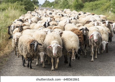 Sheeps Herd