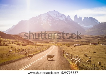 Sheeps herd grazing at sheepfarm on the road to Torres del Paine in Patagonia chilena - Travel wanderlust concept with nature wonder in Chile south america - Warm saturated filter on enhance sunflare
