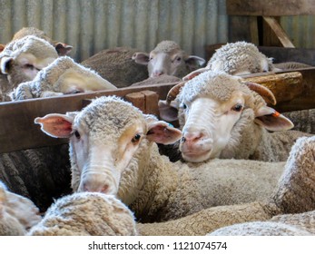 Sheeps inside a farm, waiting to be taken the wool off and to be shaved, in Australia, near Adelaide