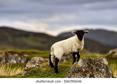 Sheeps At The Isle Of Skye