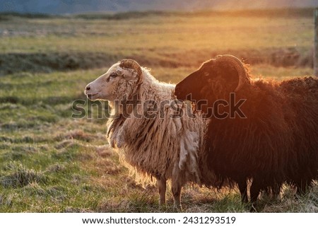Sheeps in Kalfafell at sunset, Iceland