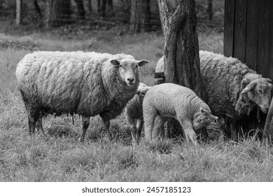 sheeps and lambs in the german muensterland