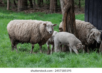sheeps and lambs in the german muensterland