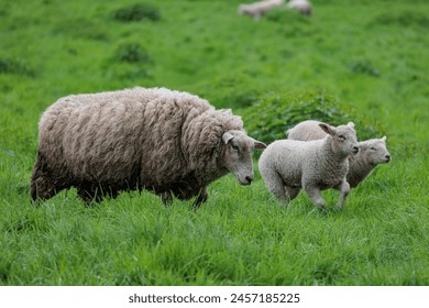 sheeps and lambs in the german muensterland