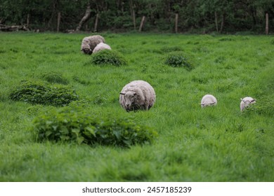 sheeps and lambs in the german muensterland