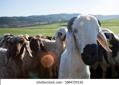 sheeps at livestock farming field - Shutterstock ID 1884729136