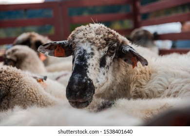 1,041 Cattle Trailers Images, Stock Photos & Vectors | Shutterstock