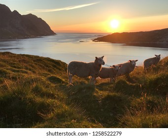 Sheeps In Lofoten