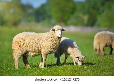 Овцы на лугу на зеленой траве