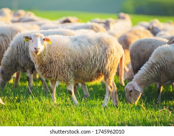 Sheeps in a meadow on green grass at sunset. Portrait of sheep. Flock of sheep grazing in a hill. - Shutterstock ID 1745962010