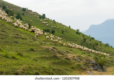 sheeps in the mountains