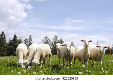 Sheeps In Nature Green Meadow