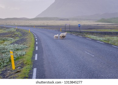 Sheeps on a so called Ring Road - national road number 1 in Iceland