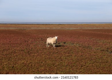 sheeps on the dike at autumn at the north sea coast - Shutterstock ID 2160121783