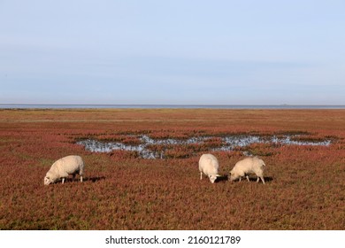 sheeps on the dike at autumn at the north sea coast - Shutterstock ID 2160121789