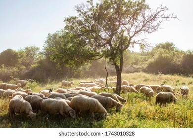 
Sheeps on green grass and evening sky with light