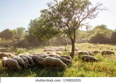 
Sheeps on green grass and evening sky with light