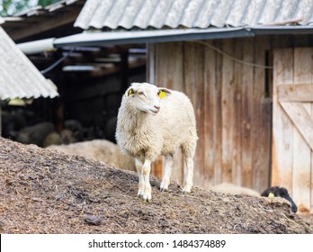 Sheep Manure Images Stock Photos Vectors Shutterstock