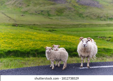 sheeps on the side of the road with a green hill behind