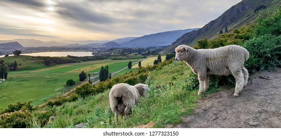 ニュージーランド 羊 の画像 写真素材 ベクター画像 Shutterstock