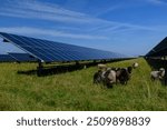 Sheeps standing next to a field of solar panels an windmill in the distance. Agrivoltaics concept that involves the shared use of land for solar parks and sheep grazing. 