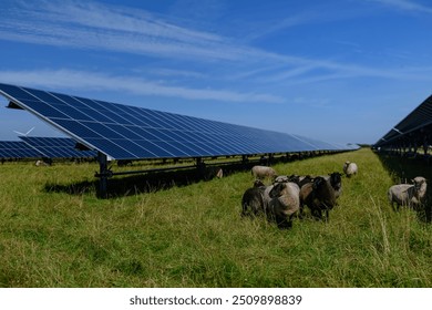 Sheeps standing next to a field of solar panels an windmill in the distance. Agrivoltaics concept that involves the shared use of land for solar parks and sheep grazing.  - Powered by Shutterstock