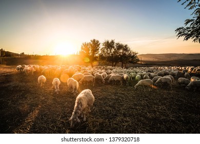 Sheeps and sun