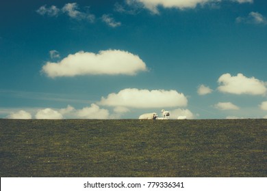 sheeps under sky