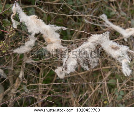 Sheeps Wool Caught in the Hedgerow of a Quiet Coutry Lane in Rural Devon, England, UK