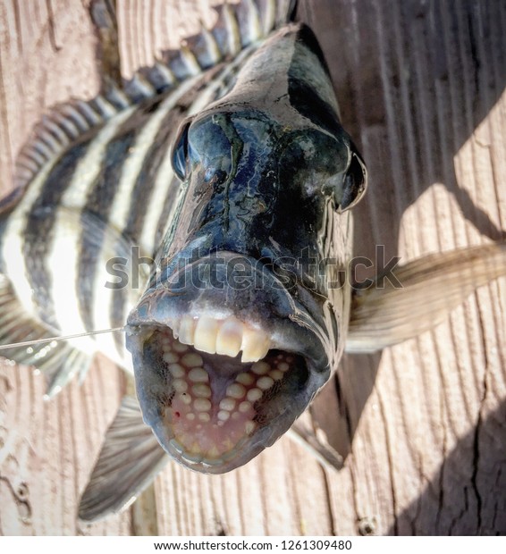 theeth of a sheepshead fish