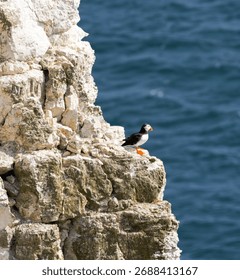 The sheer chalk cliffs at Bempton on the Yorkshire coast is a major breeding colony for seabirds like this Puffin. A burrow nester, they nest deep in the rocky crevasses of the rock face