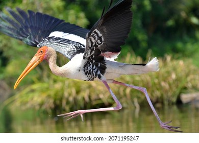 Sheer Joy Of Freedom Stork